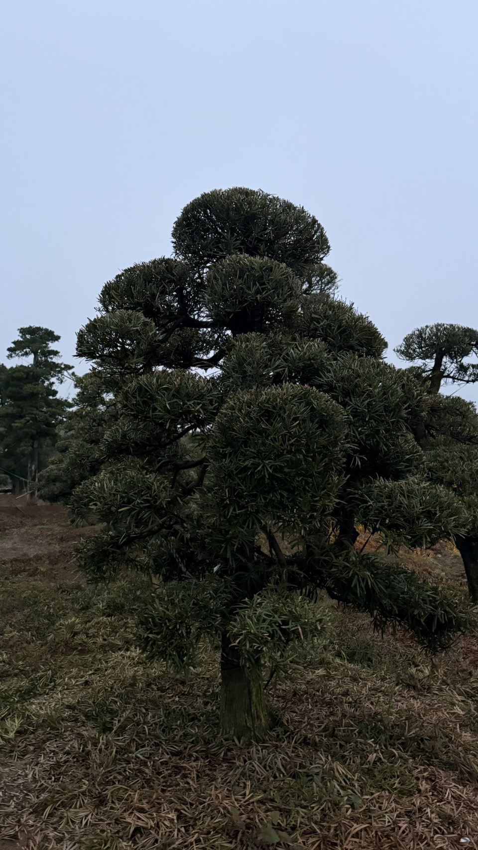 ដើមឡហាន