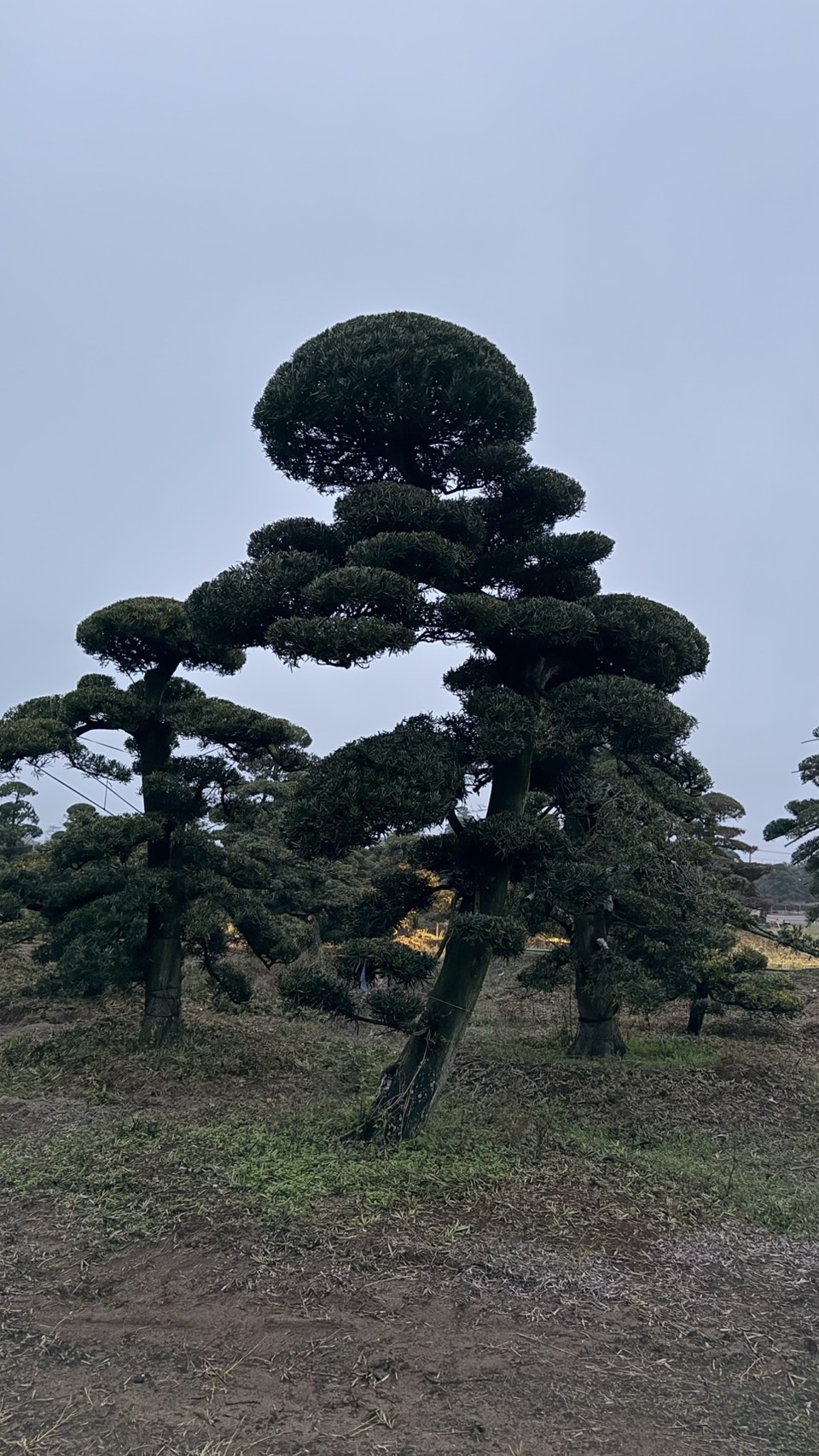 ដើមឡហាន