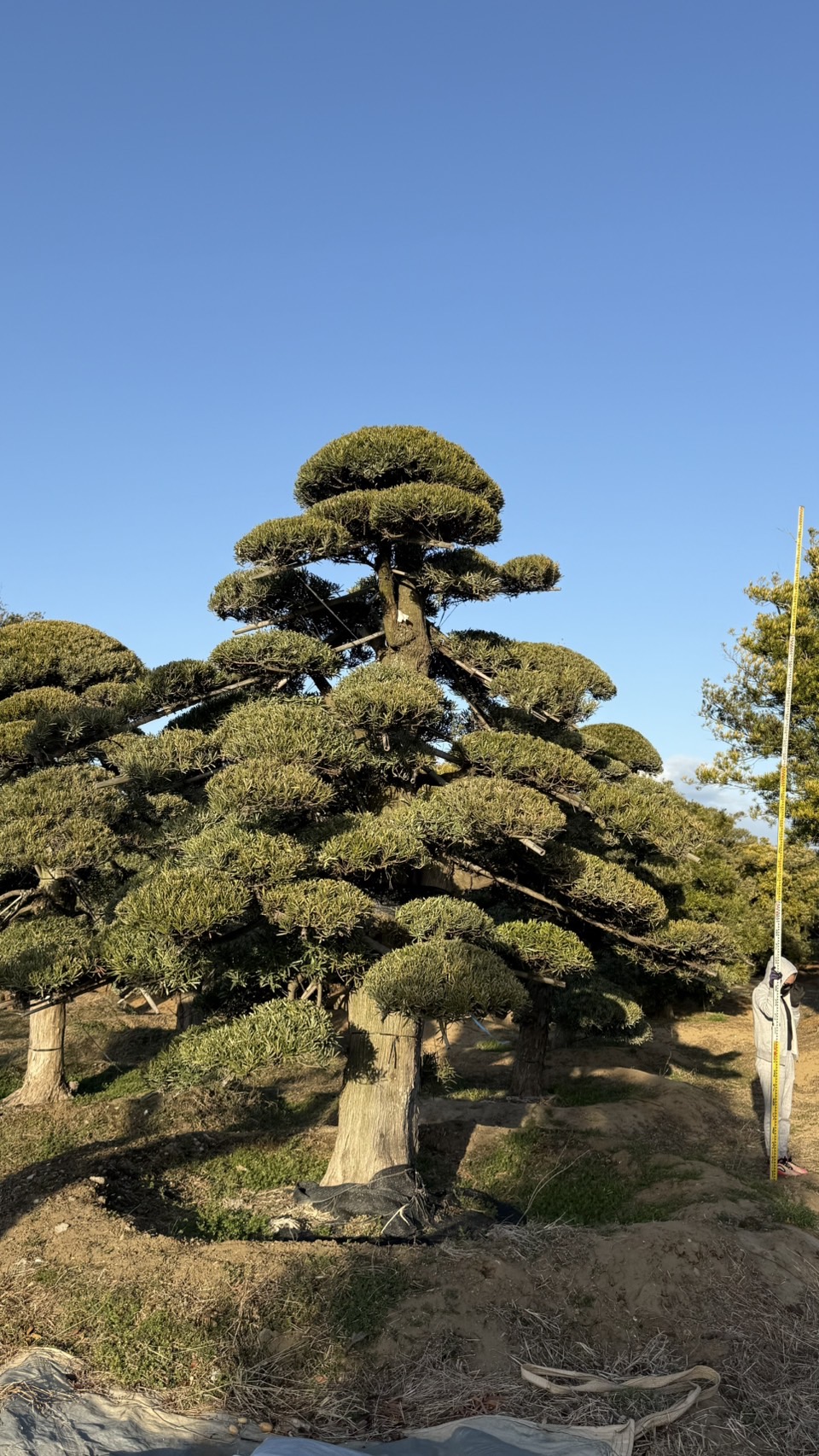 ដើមឡហាន