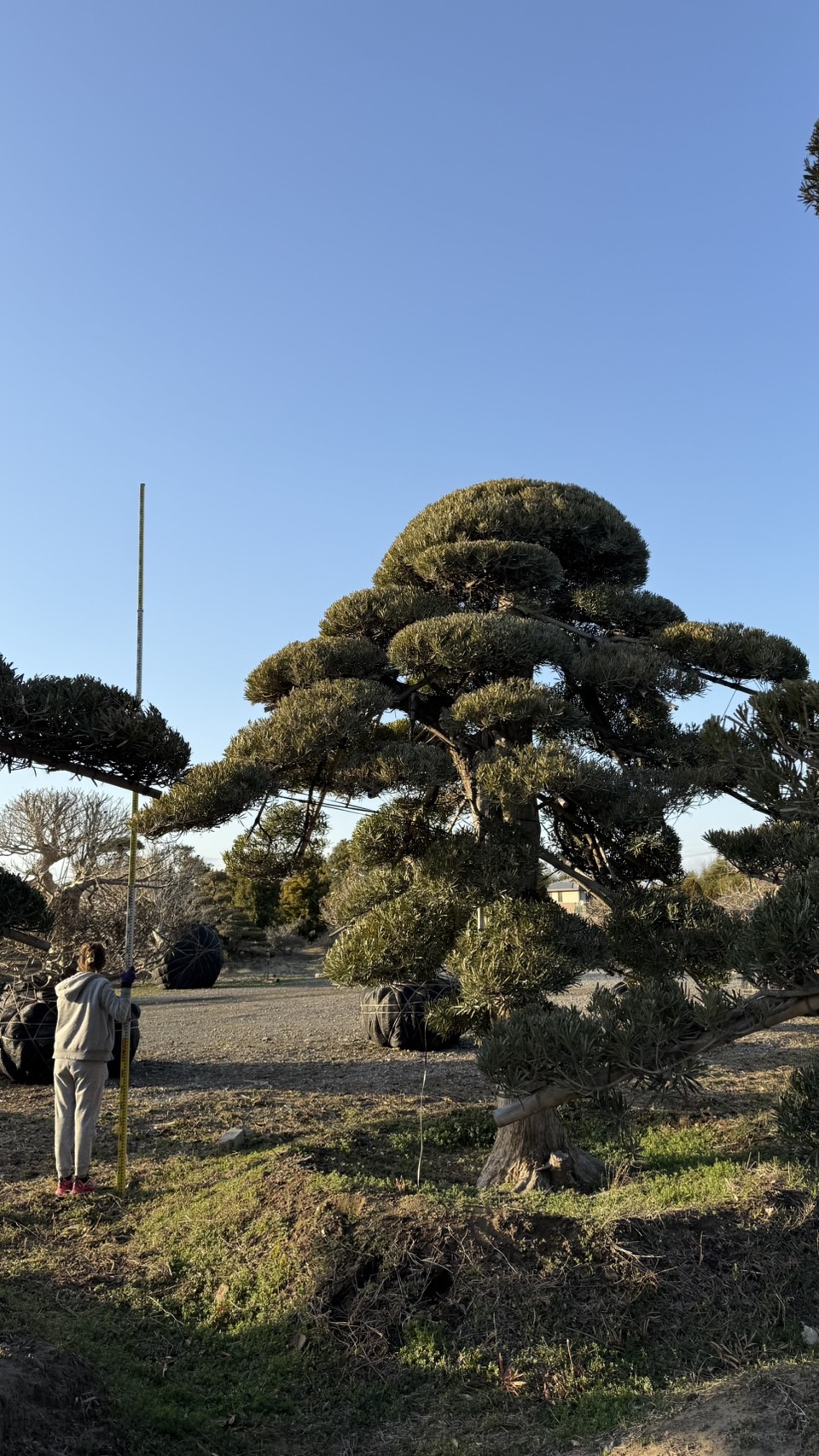 ដើមឡហាន