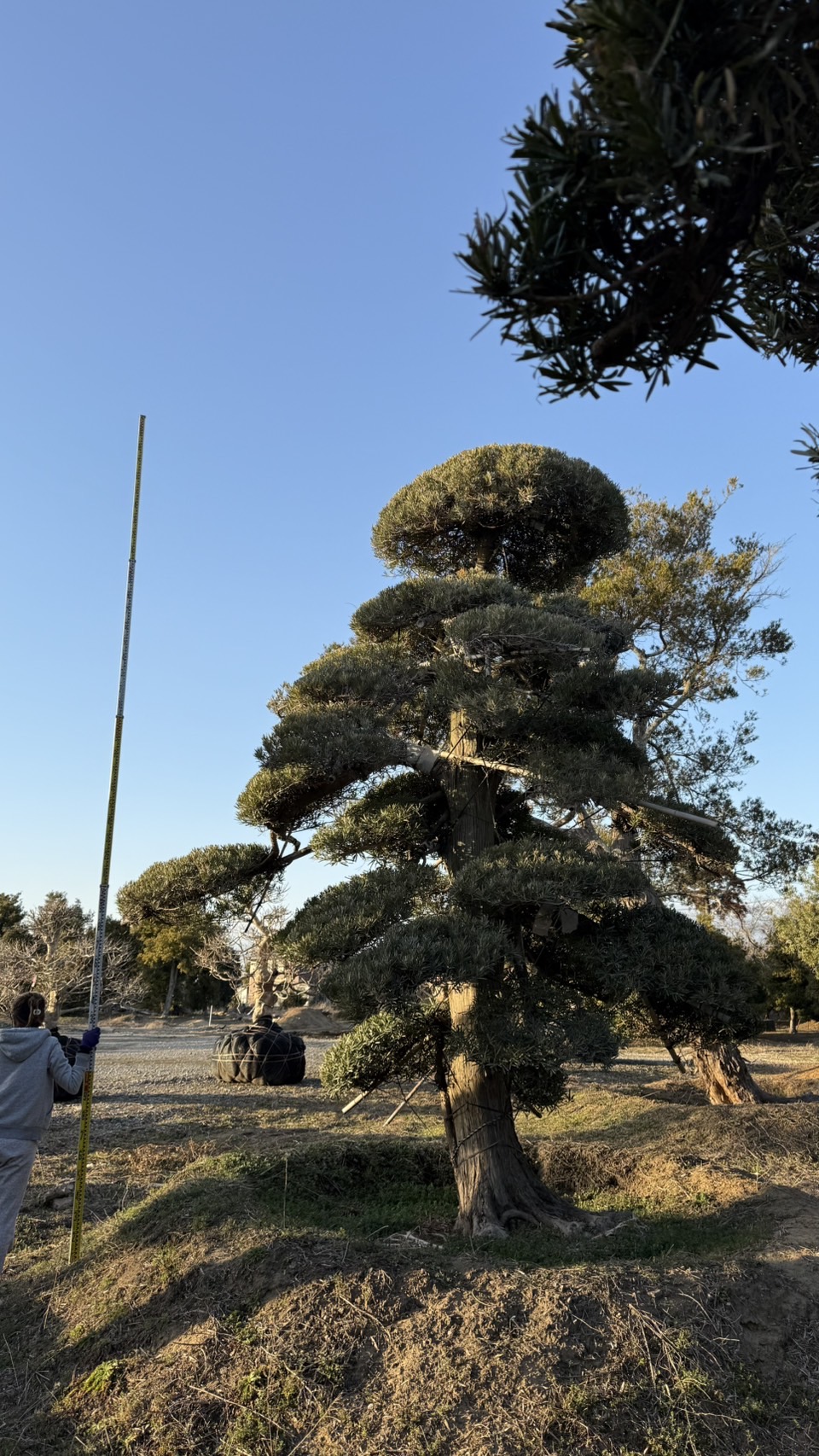 ដើមឡហាន