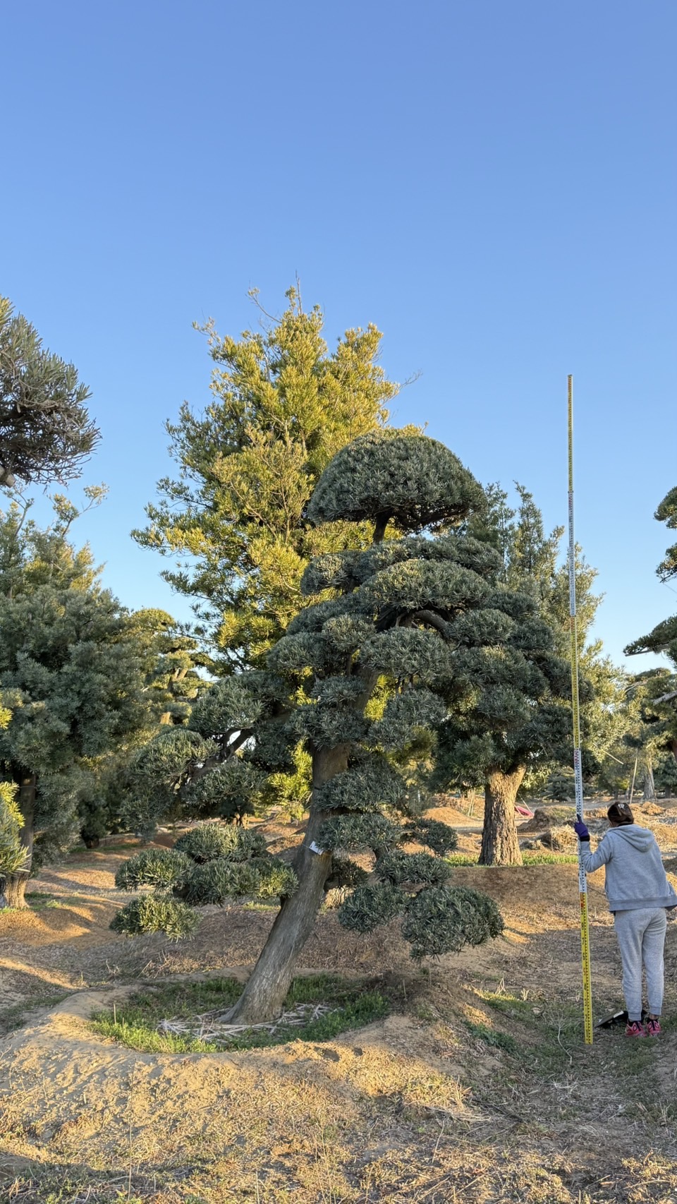 ដើមឡហាន