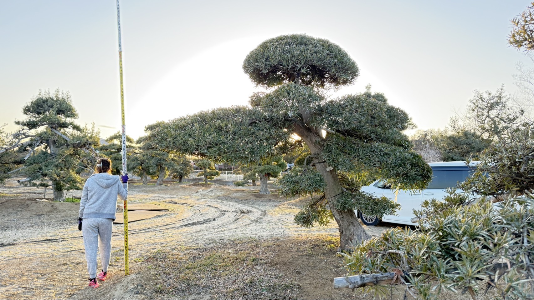 ដើមឡហាន