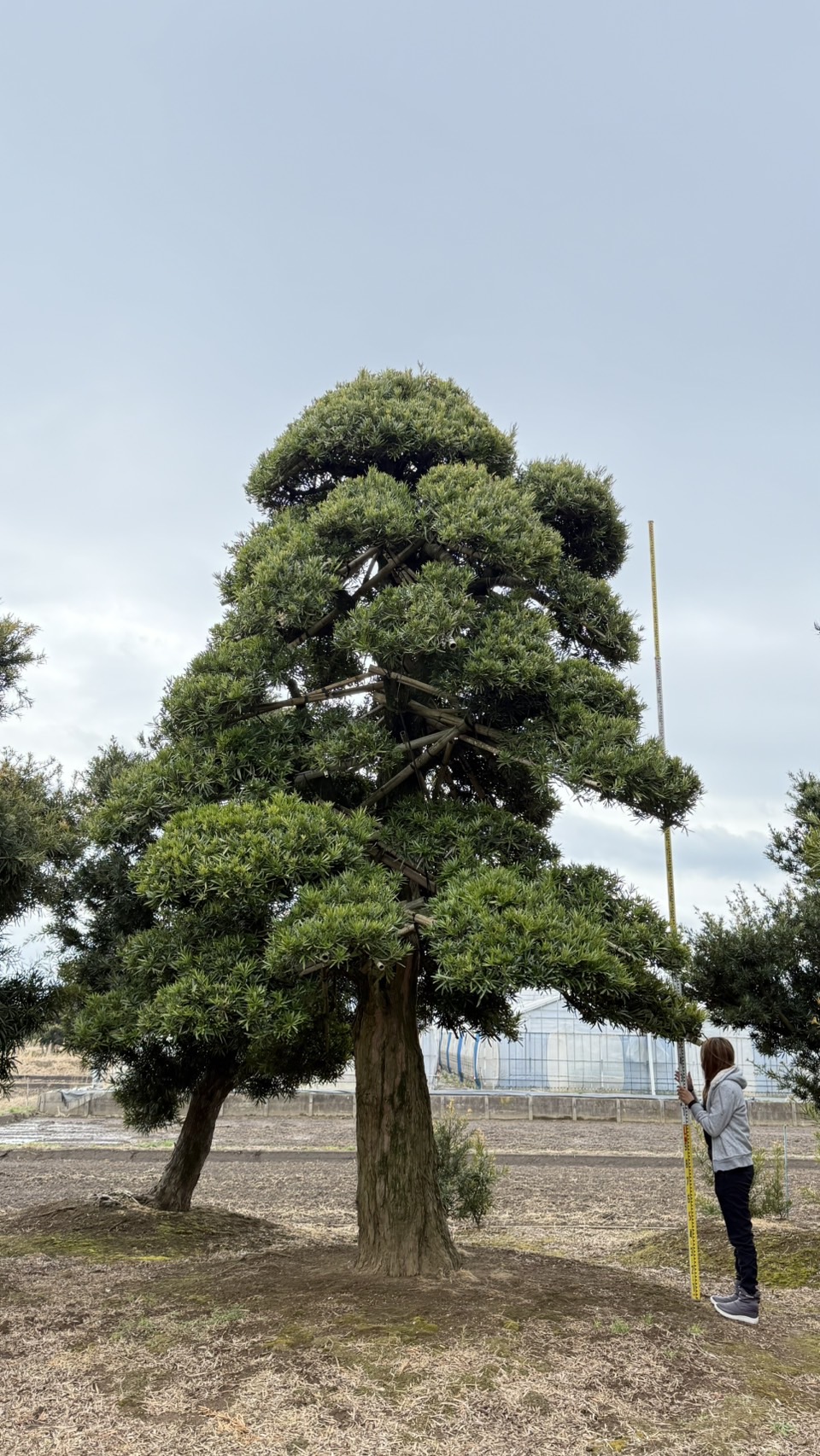 ដើមឡហាន