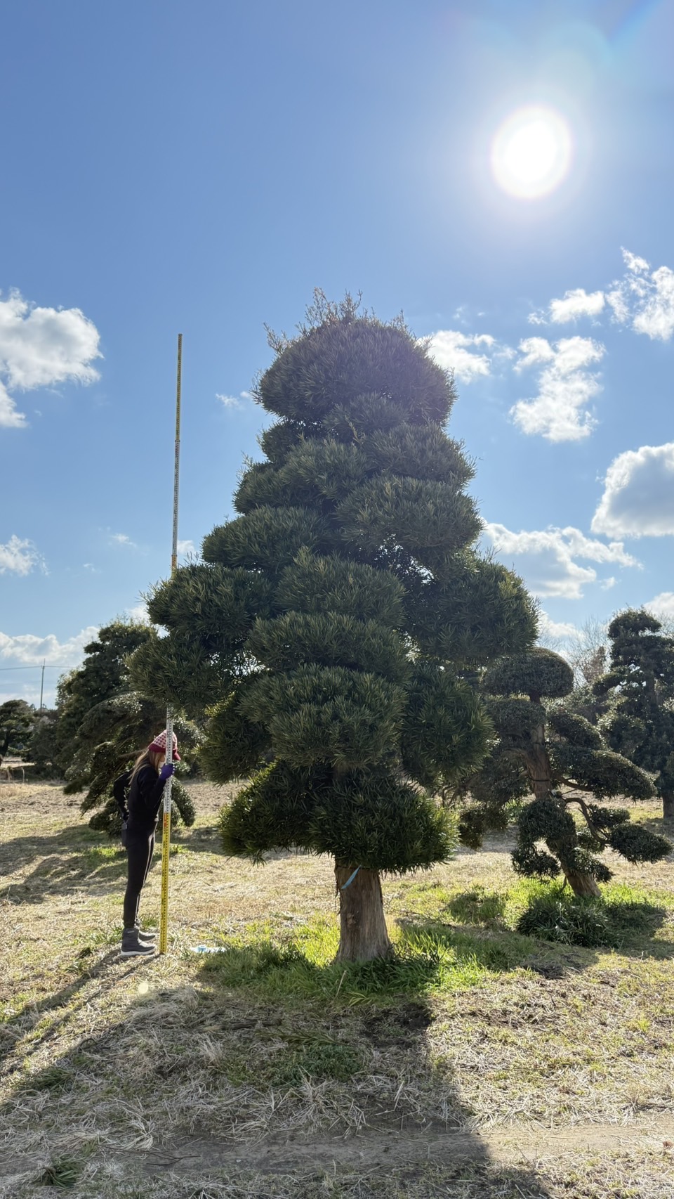 ដើមឡហាន