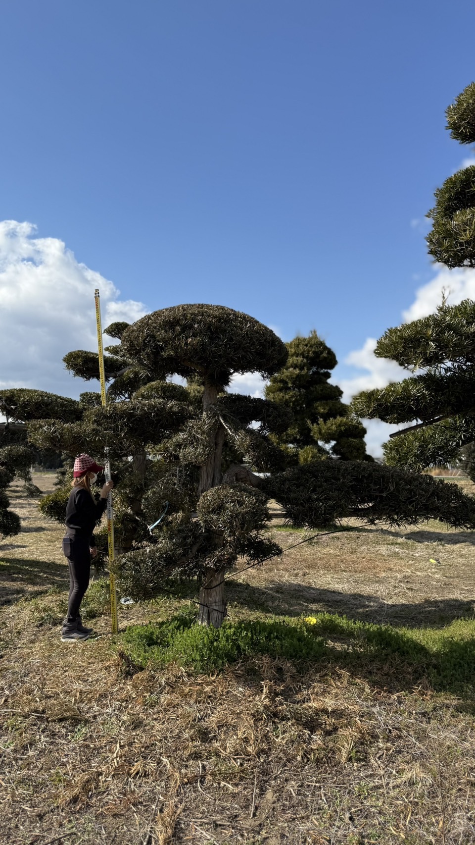 ដើមឡហាន