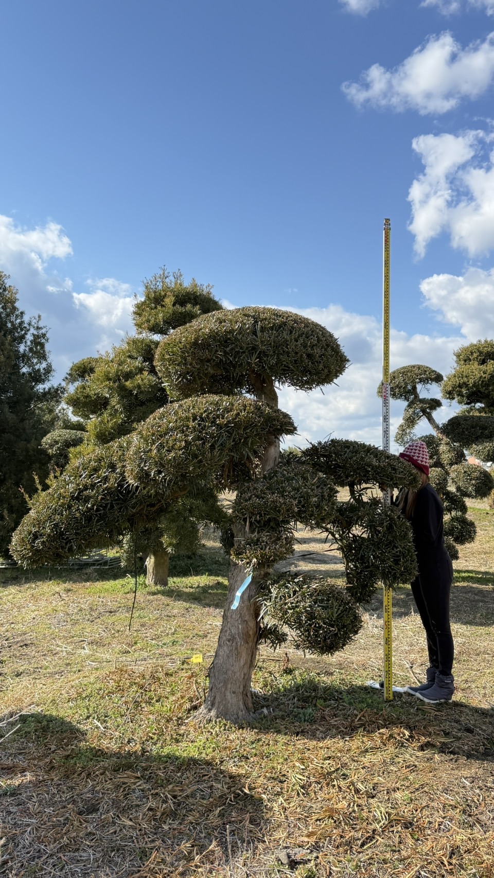 ដើមឡហាន