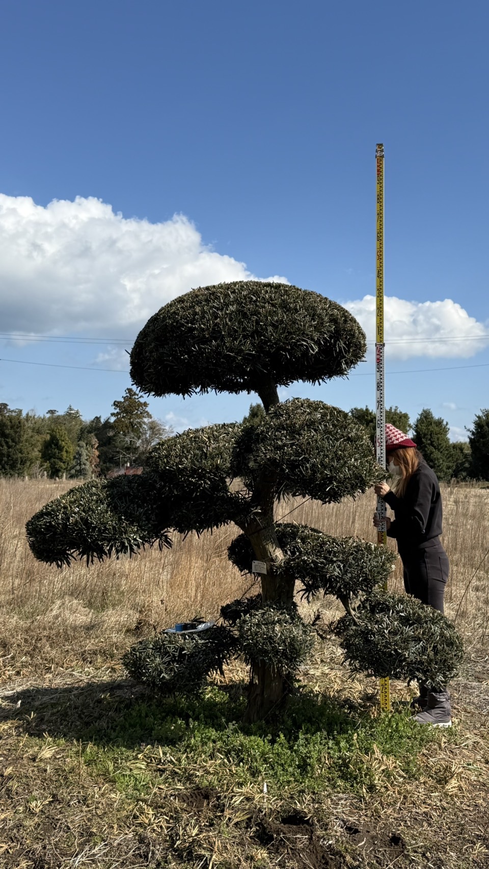 ដើមឡហាន