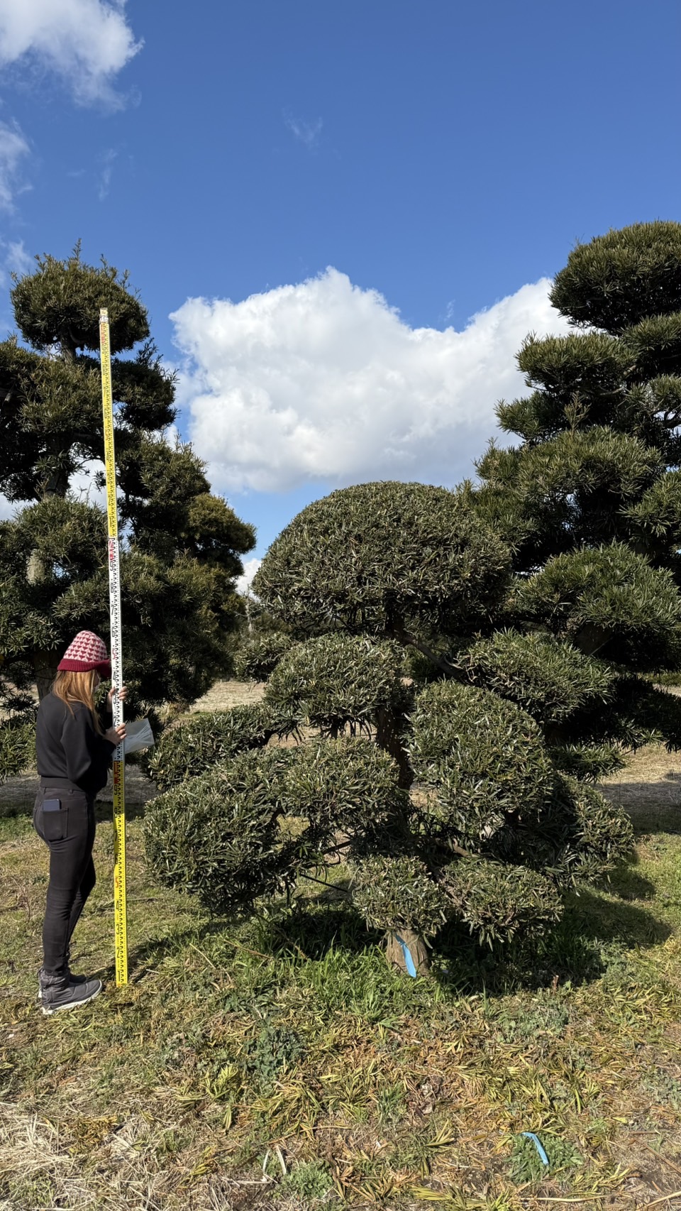 ដើមឡហាន