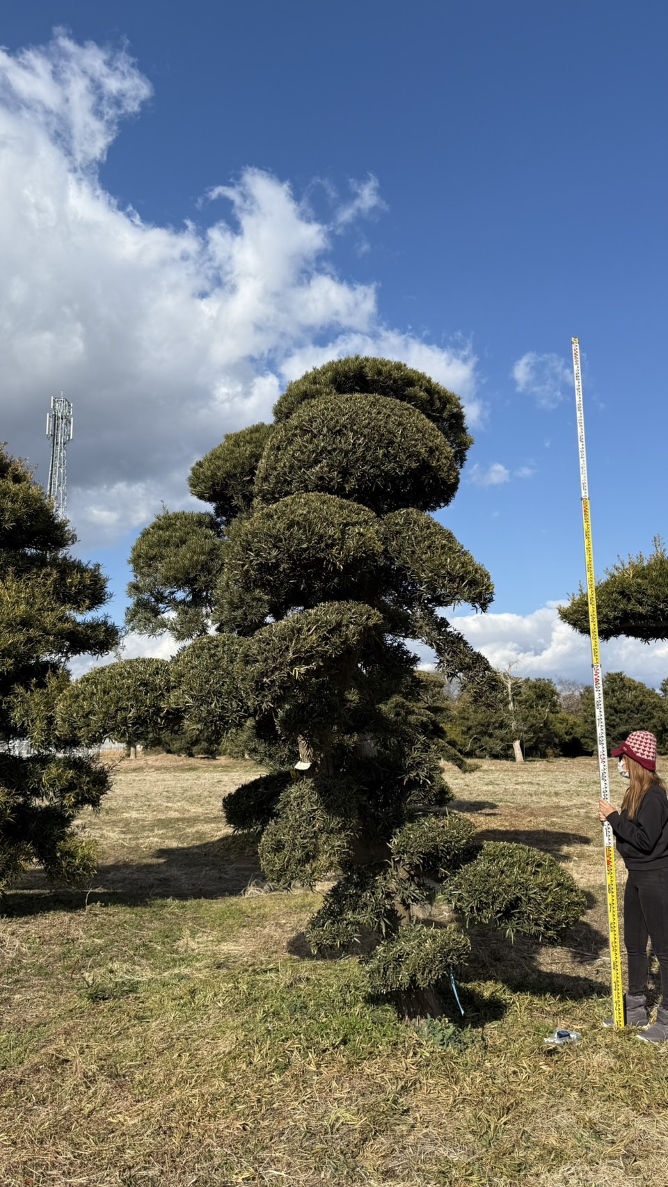 ដើមឡហាន