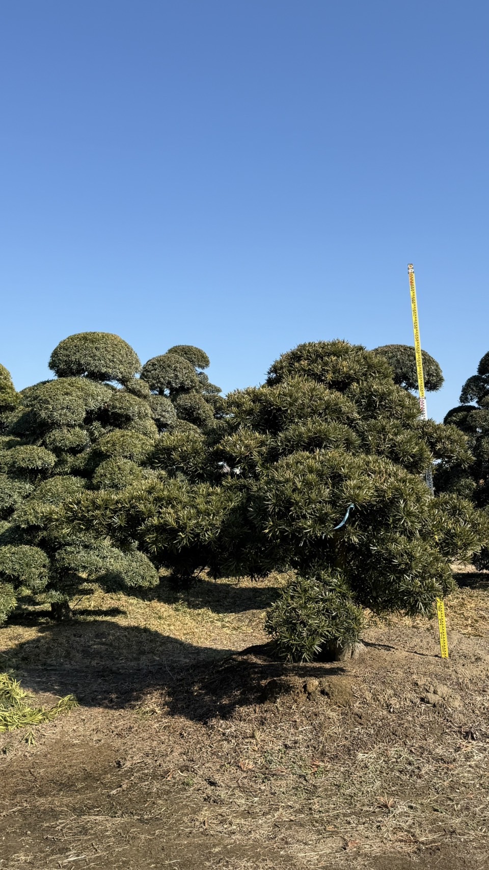 ដើមឡហាន