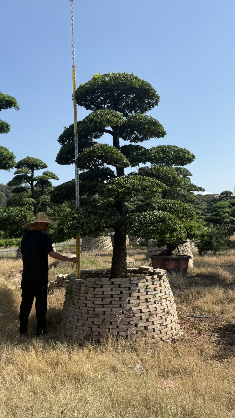 ដើមឡហាន