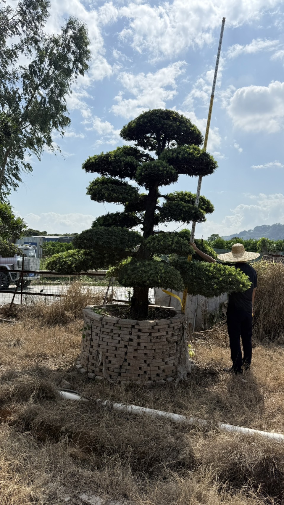 ដើមឡហាន