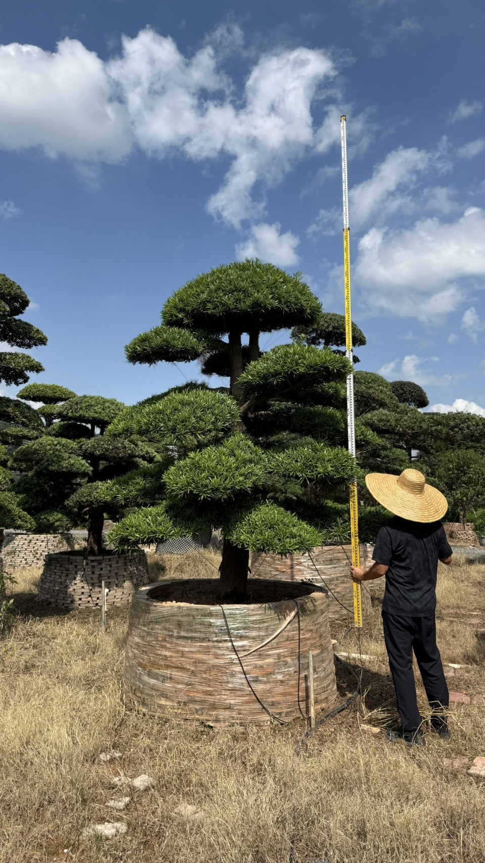 ដើមឡហាន