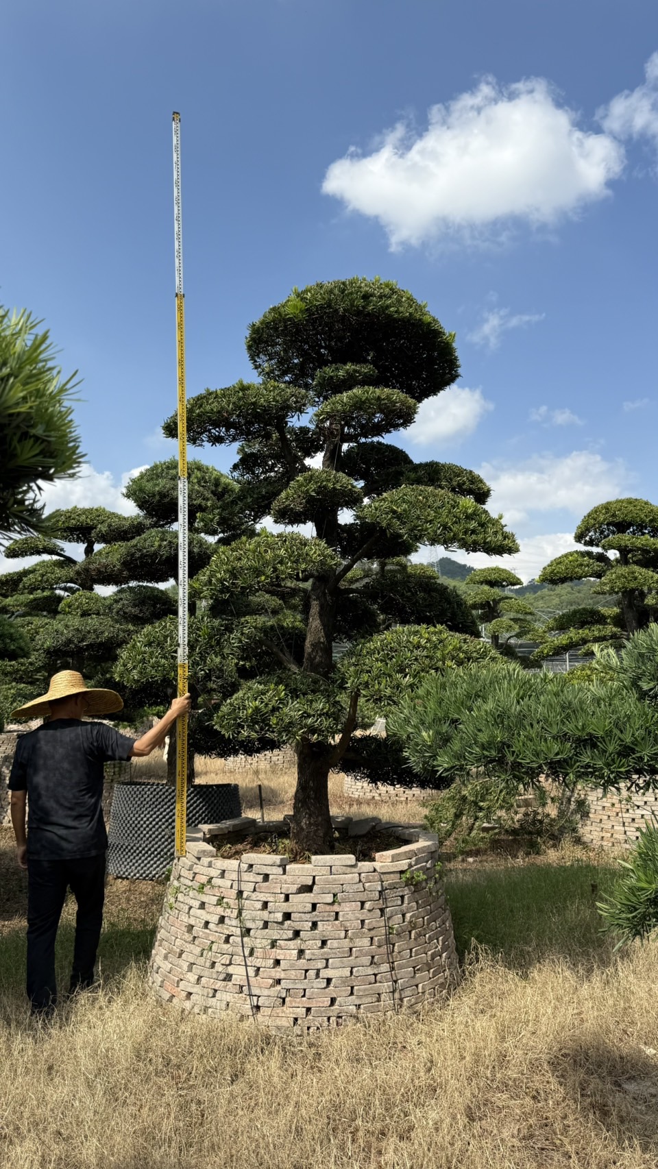 ដើមឡហាន