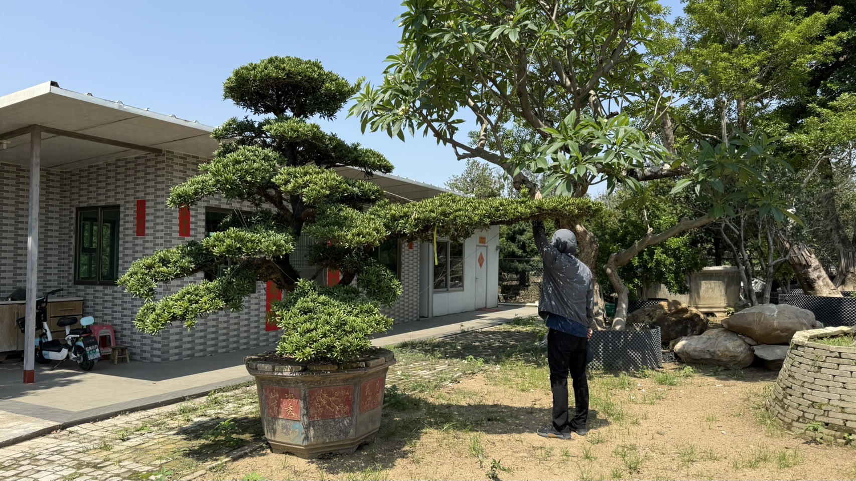 ដើមឡហាន