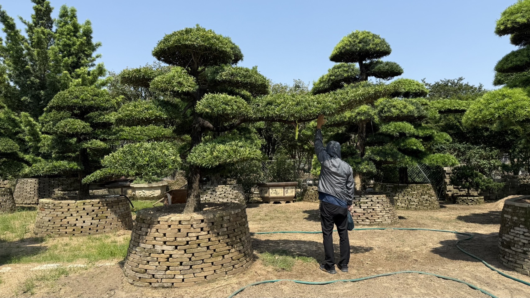 ដើមឡហាន