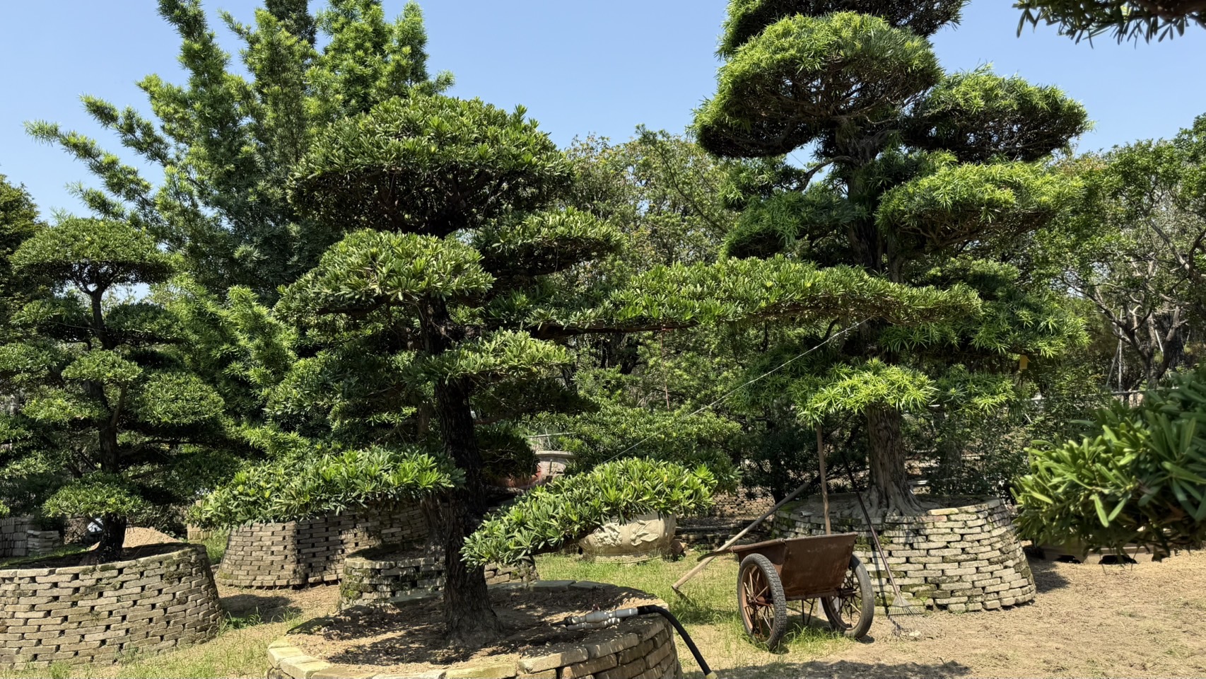 ដើមឡហាន