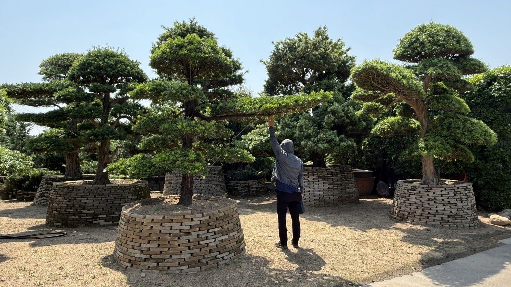 ដើមឡហាន