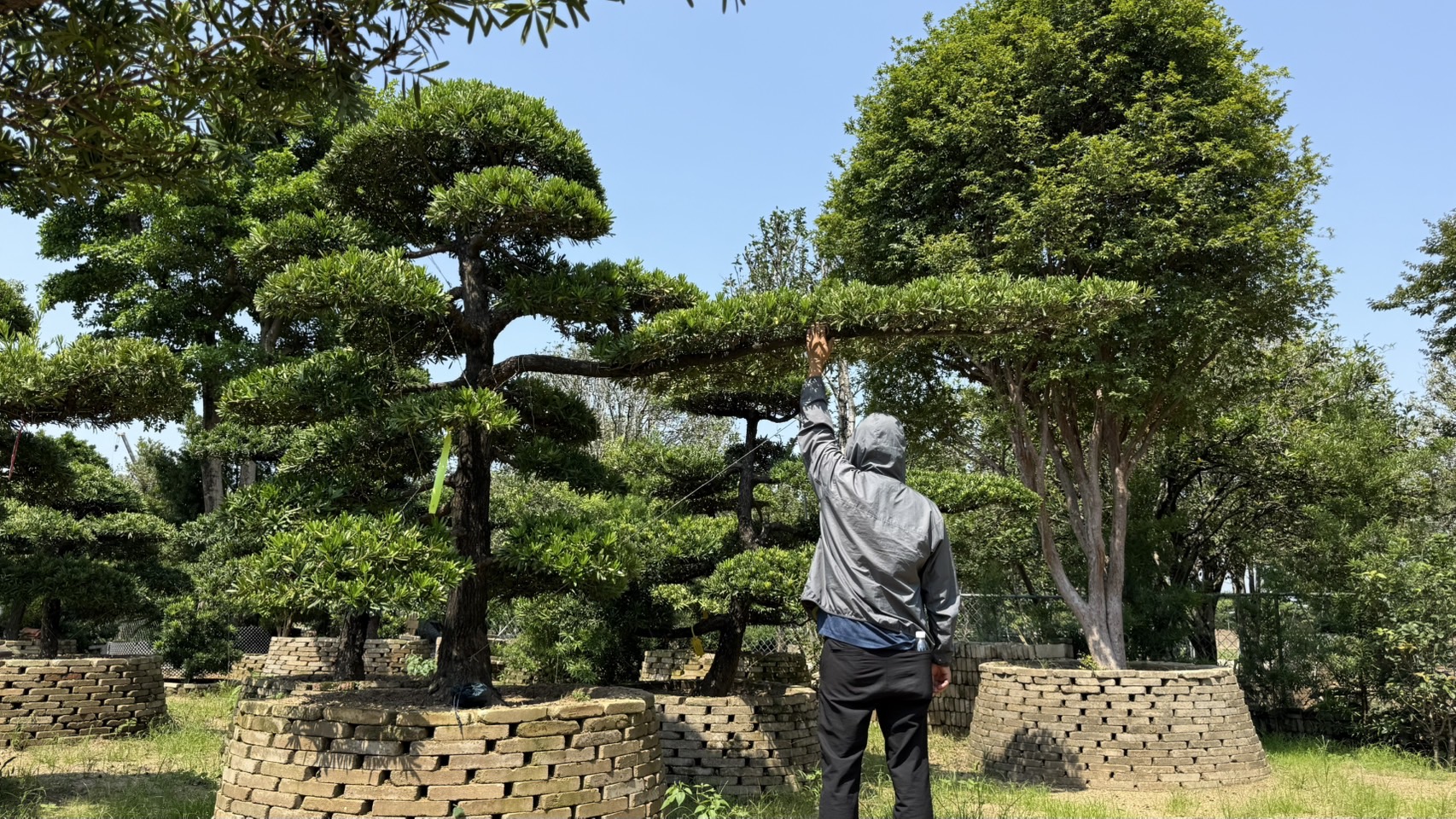 ដើមឡហាន