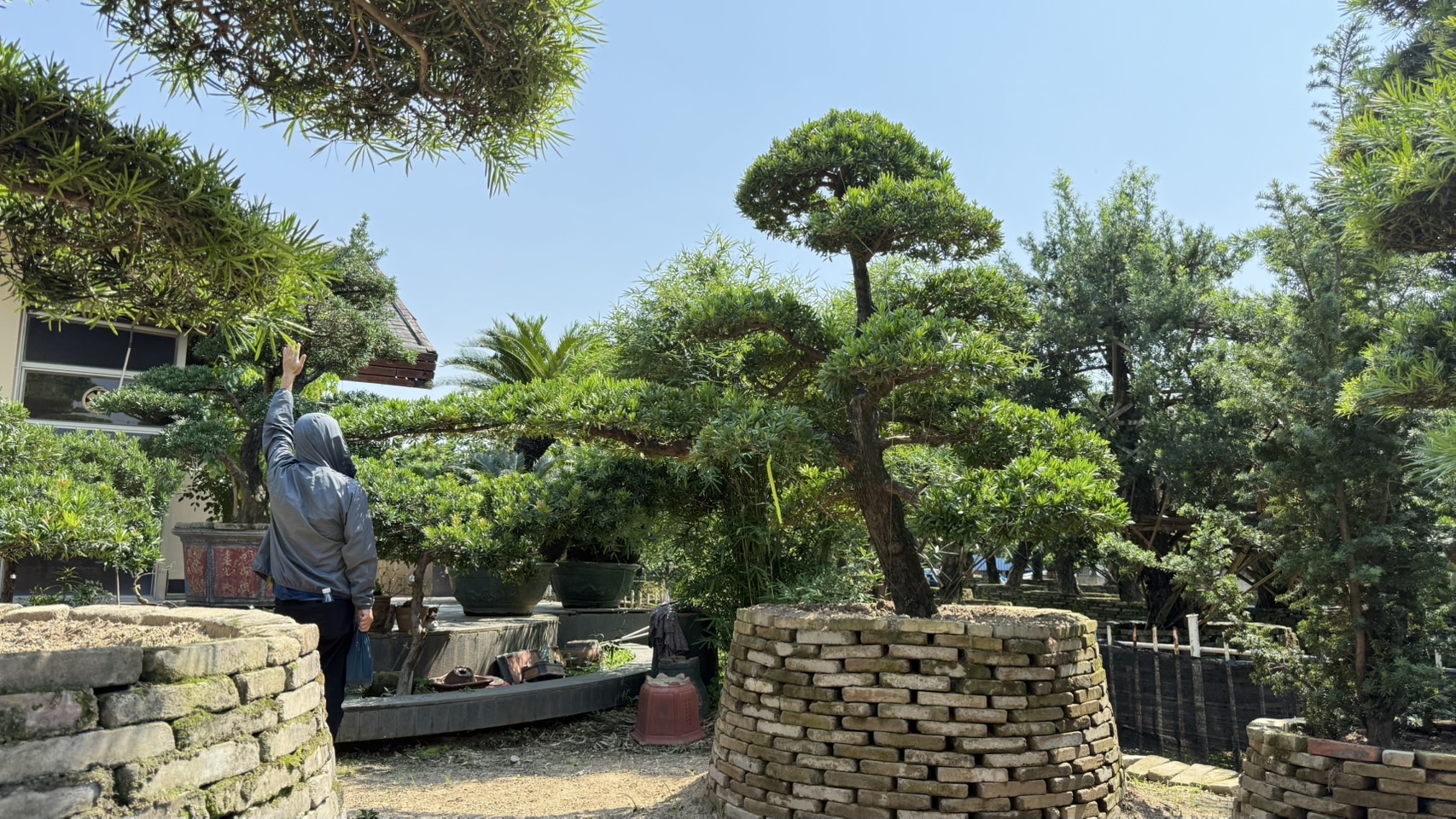 ដើមឡហាន