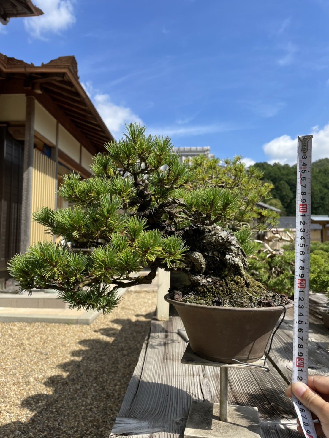 Thông trắng(Thông 5 lá )