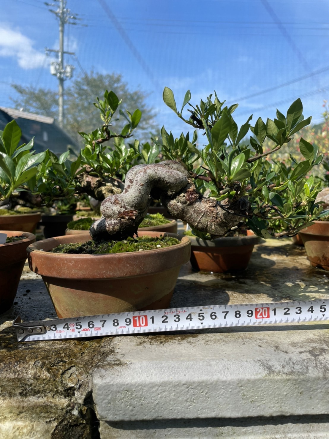  Những loại khác