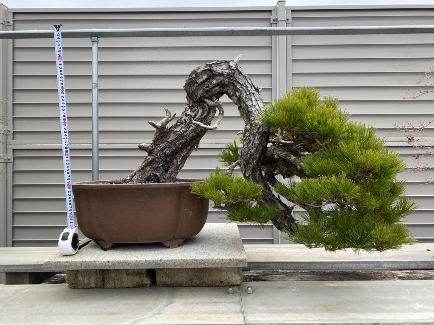 Dashu.jp 大樹.jp