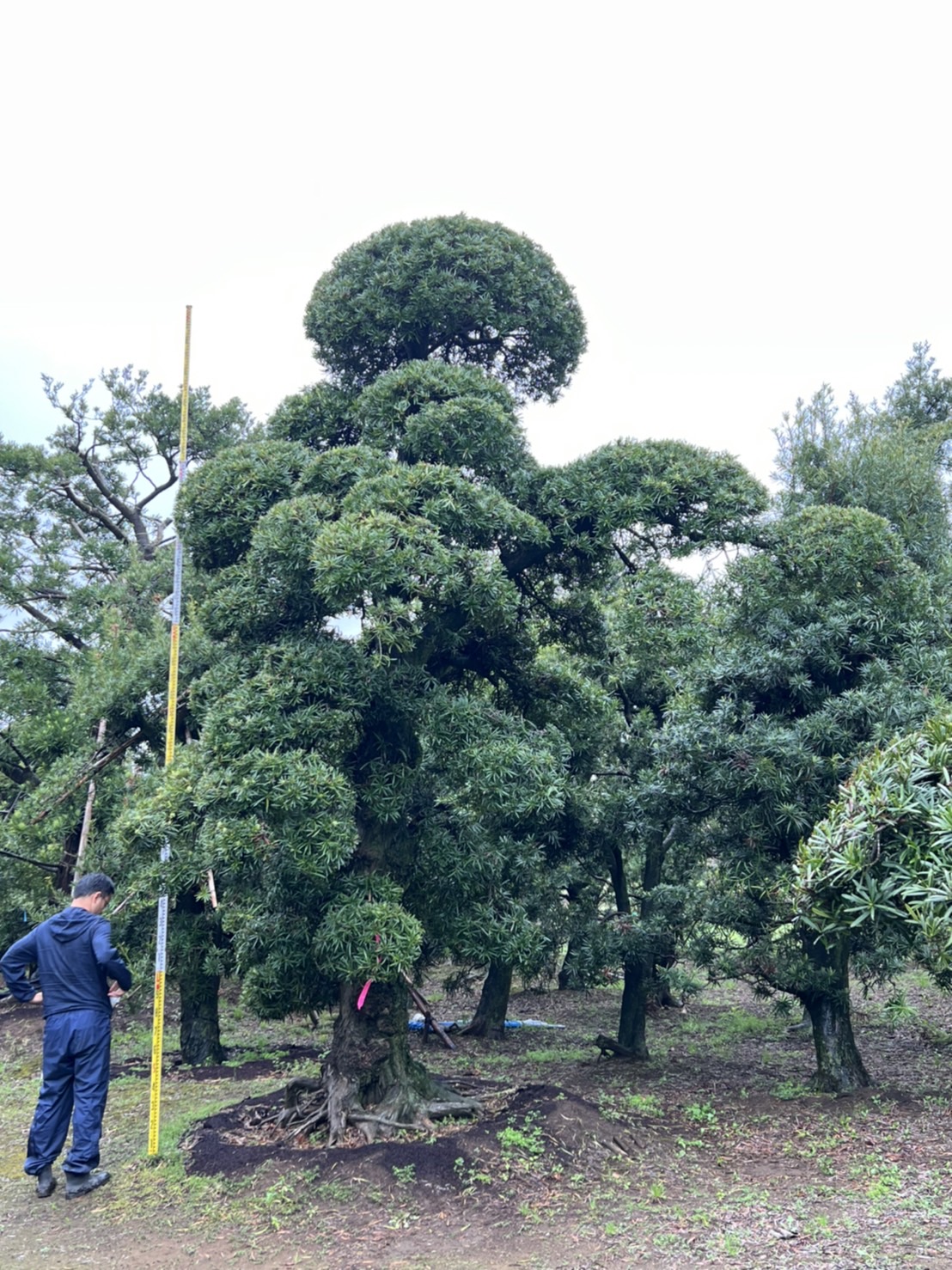 Dashu.jp 大樹.jp